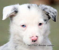 ~Blue merle female, Smooth to medium coat, border collie puppy